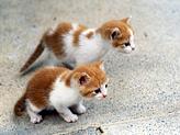 gatitos curiosos